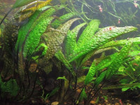 Снимка на Cryptocoryne keei, (Jacobsen, 1982)