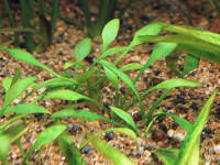 Снимка на Cryptocoryne lingua, (Engler, 1879)