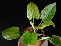 Снимка на Cryptocoryne longicauda, (Engler,1879)