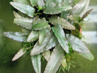 Снимка на Cryptocoryne minima, (Ridley, 1910)