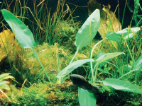 Снимка на Cryptocoryne moehlmannii, (de Wit, 1982)