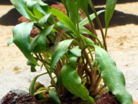 Снимка на Cryptocoryne nevillii, (Hooker, 1898)