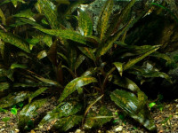 Снимка на Cryptocoryne nurii, (Furtado, 1935)