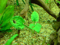 Снимка на Cryptocoryne pallidinervia, (Engler, 1879)