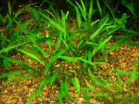 Снимка на Cryptocoryne parva, (de Wit, 1970)