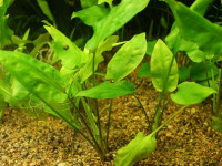 Снимка на Cryptocoryne pontederiifolia, (Schott, 1863)