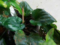 Снимка на Cryptocoryne purpurea, (Ridley, 1902)