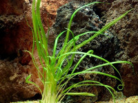 Снимка на Cryptocoryne retrospiralis, (Roxburgh,  Kunth, 1841)