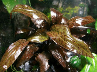 Снимка на Cryptocoryne schulzei, (de Wit, 1971)