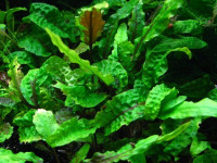 Снимка на Cryptocoryne scurrilis, (de Wit, 1962)