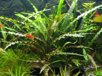 Снимка на Cryptocoryne spiralis, (Retzius, Wydler, (1830)
