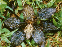 Снимка на Cryptocoryne striolata, (Engler, 1879)