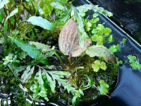 Снимка на Cryptocoryne thwaitesii, (Schott, 1857)