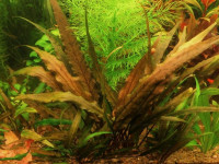Снимка на Cryptocoryne undulata, (Wendt, 1955)