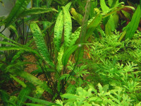Снимка на Cryptocoryne usteriana, (Engler, 1905)