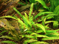 Снимка на Cryptocoryne walkeri, (Schott, 1857)