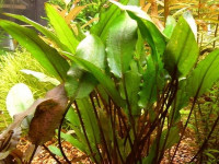 Снимка на Cryptocoryne walkeri x nevillii