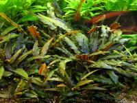Снимка на Cryptocoryne wendtii, (de Wit, 1958)
