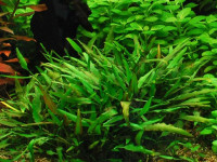 Снимка на Cryptocoryne x willisii, (Reitz, 1908)