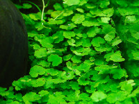Снимка на Hydrocotyle sibthorpioides, (Lamarck, 1789)