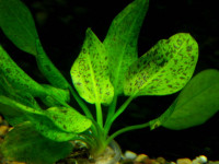Снимка на Echinodorus schlueteri 'Leopard'