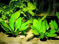 Снимка на Echinodorus grandiflorus, (Chamisso,  Schlechtendal,  Micheli, 1881)