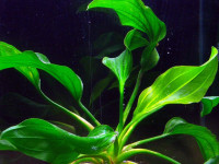 Снимка на Echinodorus portoalegrensis, (Rataj, 1970)