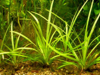 Снимка на Echinodorus bolivianus, (Rusby, Holm-Nielsen, 1979)
