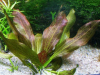 Снимка на Echinodorus 'Rosе'