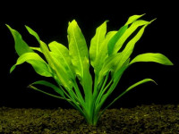 Снимка на Echinodorus amazonicus, (Rataj, 1970)