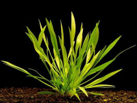 Снимка на Echinodorus angustifolius, (Rataj, 1975)