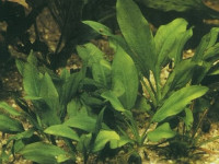 Снимка на Echinodorus aschersonianus, (Graebner, 1911)