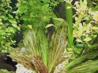 Снимка на Echinodorus aspersus