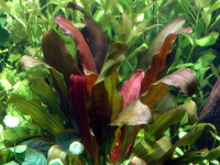 Снимка на Echinodorus x barthii, (Miihlberg, 1986)
