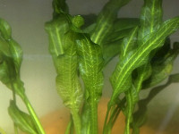 Снимка на Echinodorus berteroi, (Sprengel, Fasse, 1955)