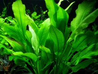 Снимка на Echinodorus bleheri, (Rataj, 1970)