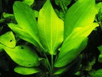 Снимка на Echinodorus cordifolius, (Linne,  Grisebach, 1857)