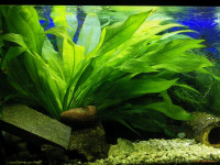 Снимка на Echinodorus grisebachii, (Small, 1909)