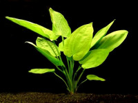 Снимка на Echinodorus horizontalis,(Rataj, 1969)