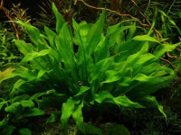 Снимка на Echinodorus martii, (Micheli, 1881)