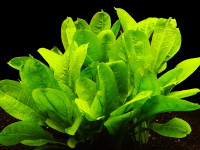 Снимка на Echinodorus parviflorus 'Tropica'