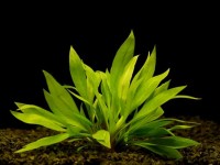 Снимка на Echinodorus quadricostatus, (Fassett, 1955)
