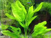 Снимка на Echinodorus schlueteri, (Rataj, 1981)