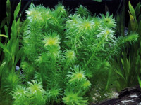 Снимка на Egeria densa, (Planchon, 1849)