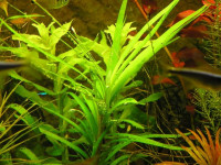 Снимка на Eichhornia azurea, (Swartz,  Kunth, 1843)