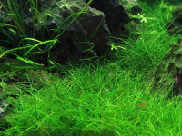 Снимка на Eleocharis pussila, (Brown, 1810)