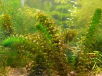 Снимка на Elodea canadensis, (Michaux, 1803)