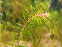 Снимка на Elodea nuttallii, (Planchon,  St. John, 1920)