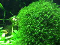 Снимка на Fissidens fontanus