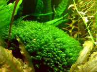 Снимка на Fissidens nobilis